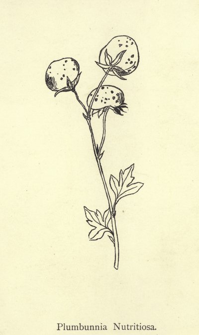 Plumbunnia Nutritiosa  by Edward Lear